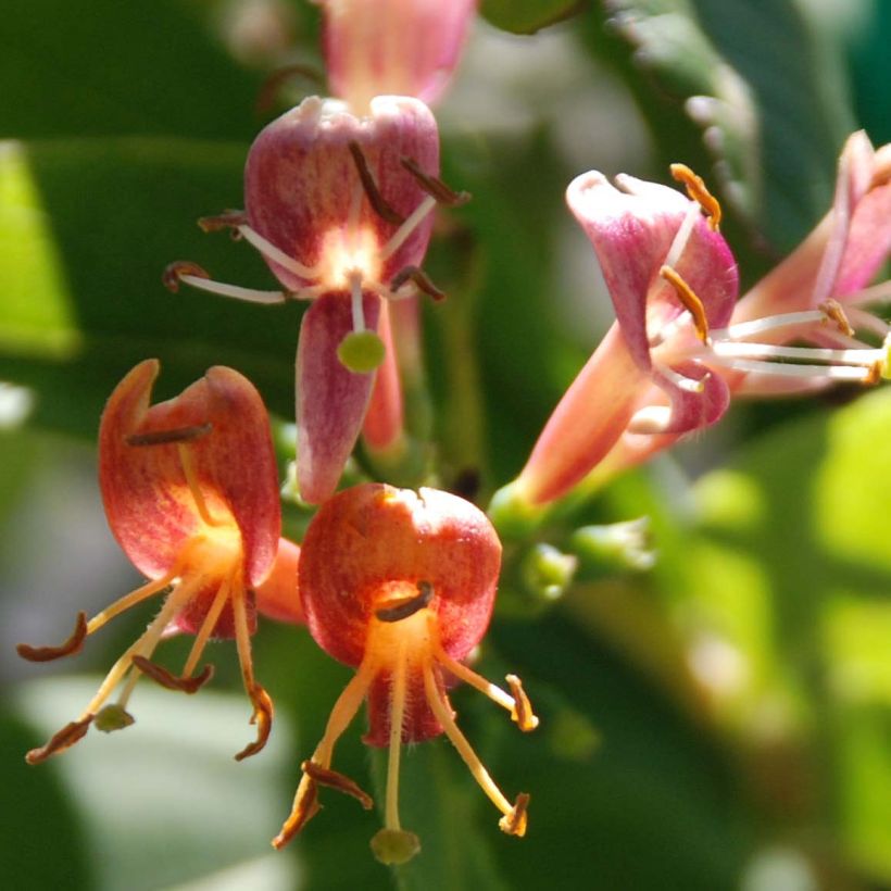 Lonicera henryi - Caprifoglio (Fioritura)