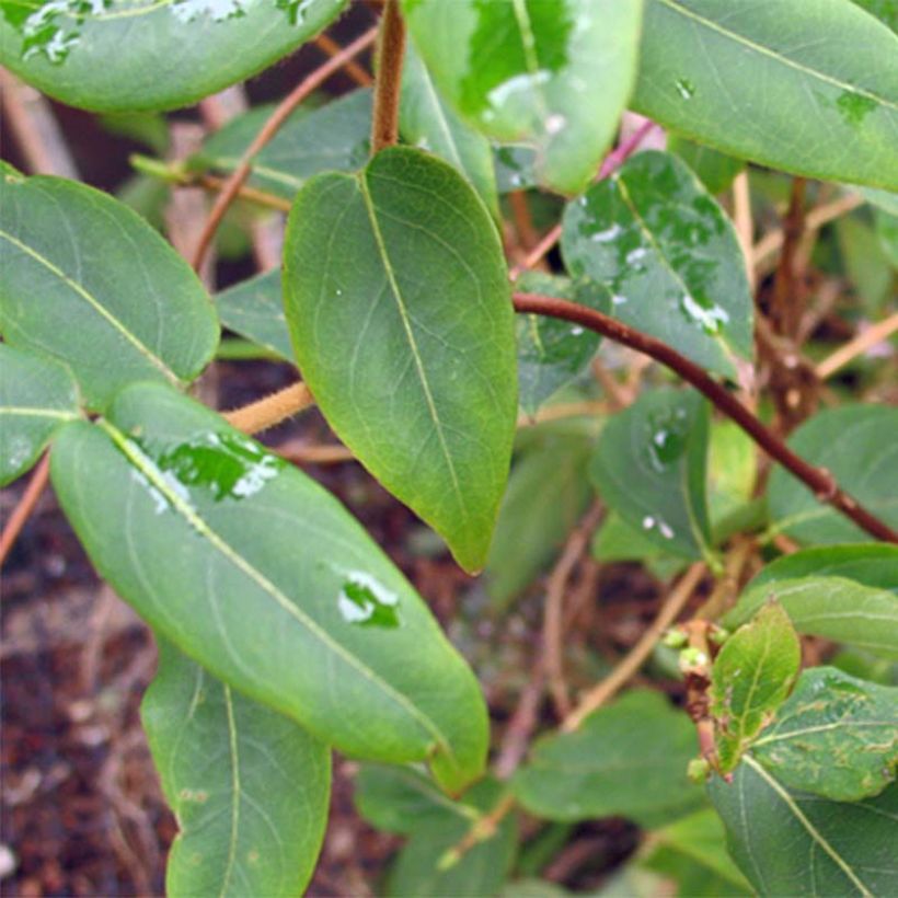 Lonicera henryi - Caprifoglio (Fogliame)