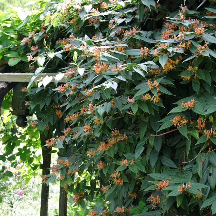 Lonicera henryi - Caprifoglio (Porto)