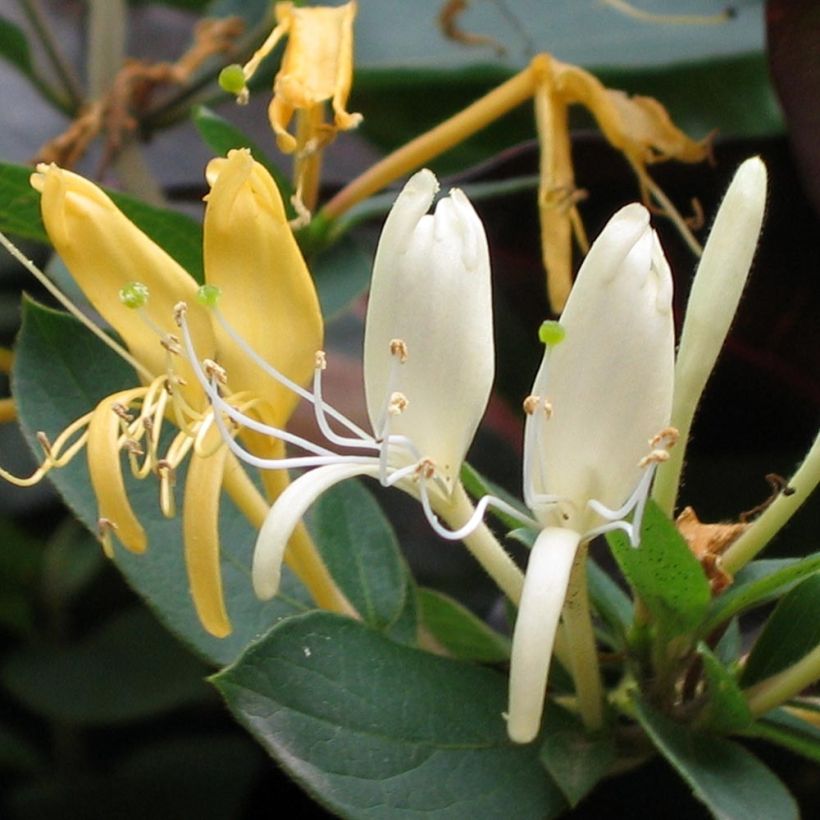 Lonicera japonica Sweet Isabel - Caprifoglio giapponese (Fioritura)