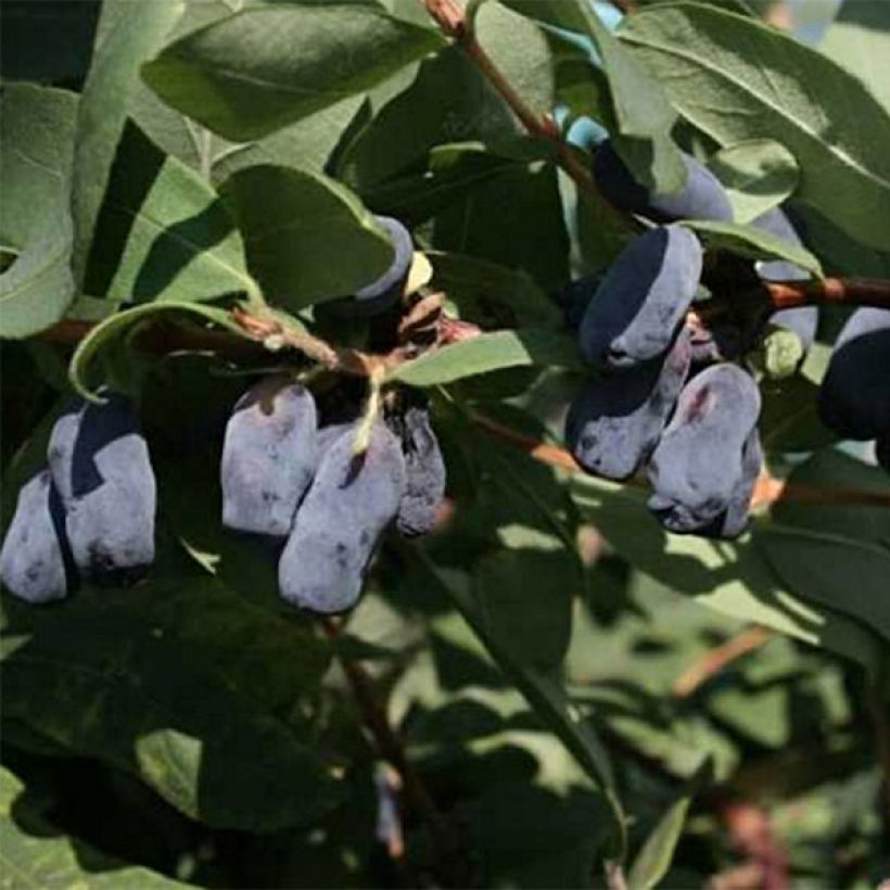 Mirtillo siberiano - Kamtschatica Fialka (Fioritura)