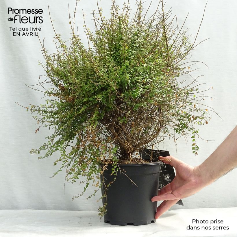 Lonicera nitida 50/60cm en pot de 5L esemplare consegnato in primavera