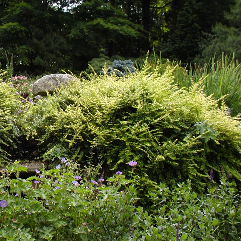 Lonicera nitida - Caprifoglio (Porto)