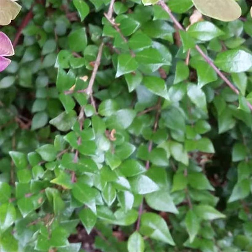 Lonicera nitida Red Tips (Fogliame)