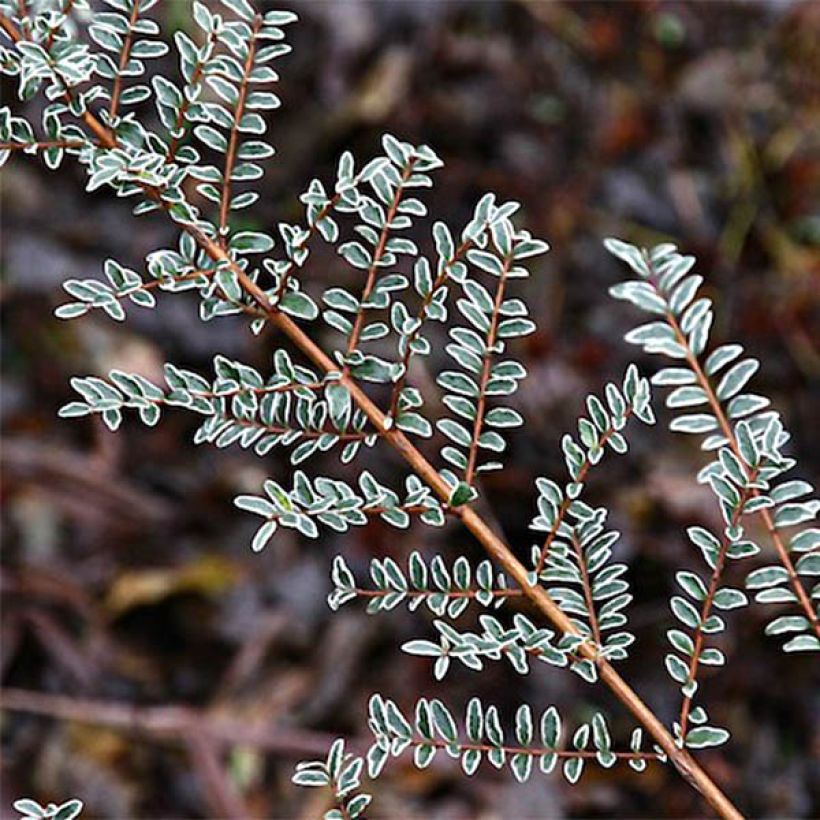 Lonicera nitida Silver Beauty (Fogliame)