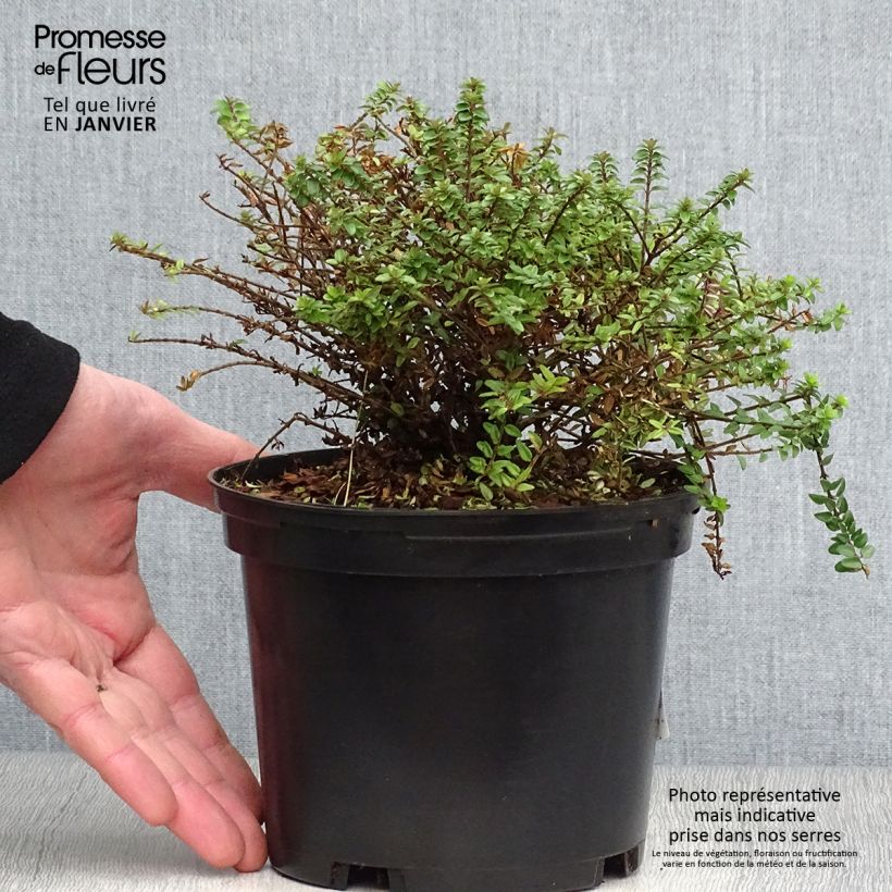 Lonicera nitida Tidy Tips - Chèvrefeuille à feuilles de Buis Pot de 2L/3L esemplare consegnato in inverno