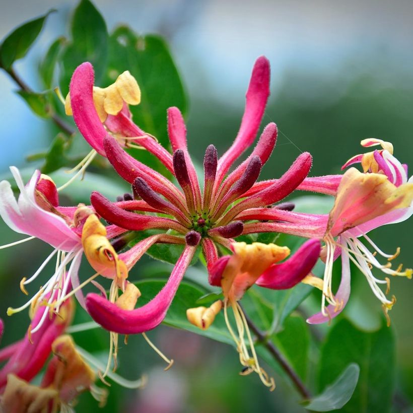 Lonicera periclymenum Belgica Select - Caprifoglio atlantico (Fioritura)