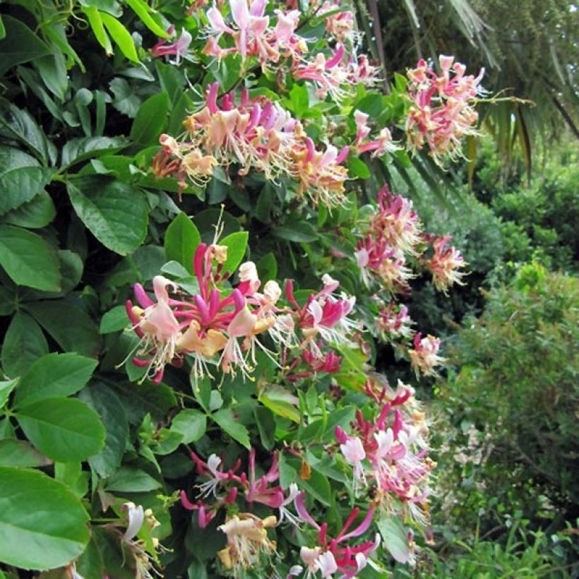 Lonicera periclymenum Belgica Select - Caprifoglio atlantico (Porto)