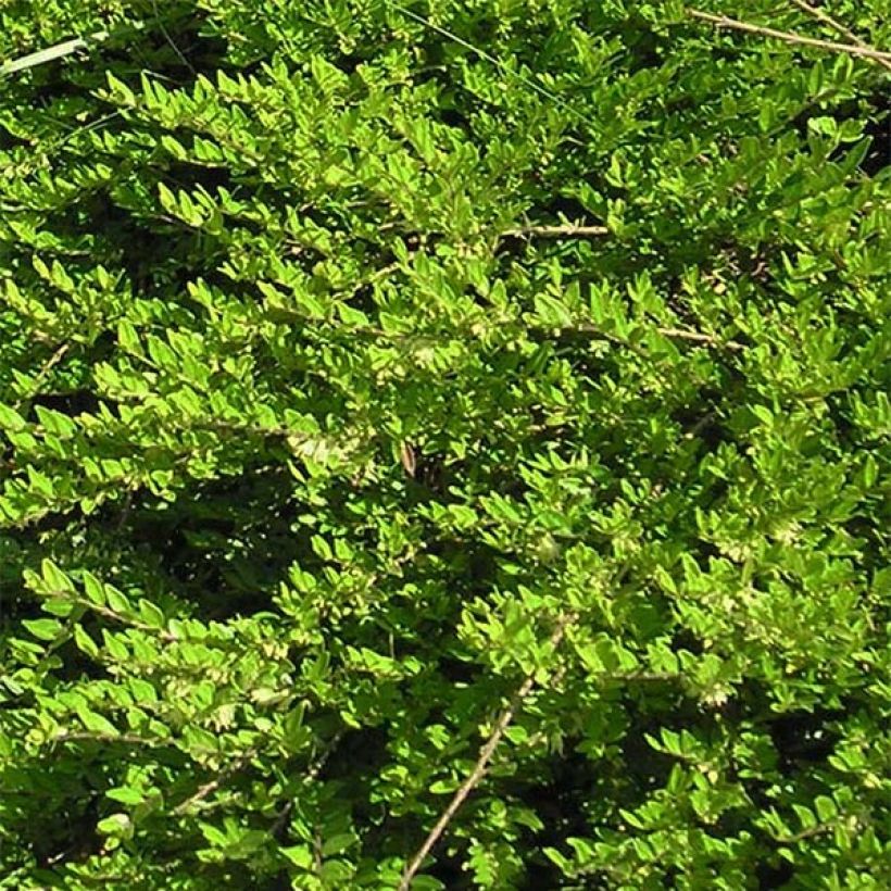 Lonicera pileata - Caprifoglio a cupola (Fogliame)