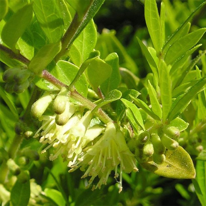 Lonicera pileata - Caprifoglio a cupola (Fioritura)