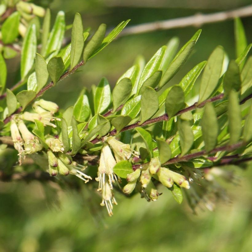 Lonicera pileata Mossgreen - Caprifoglio a cupola (Fogliame)