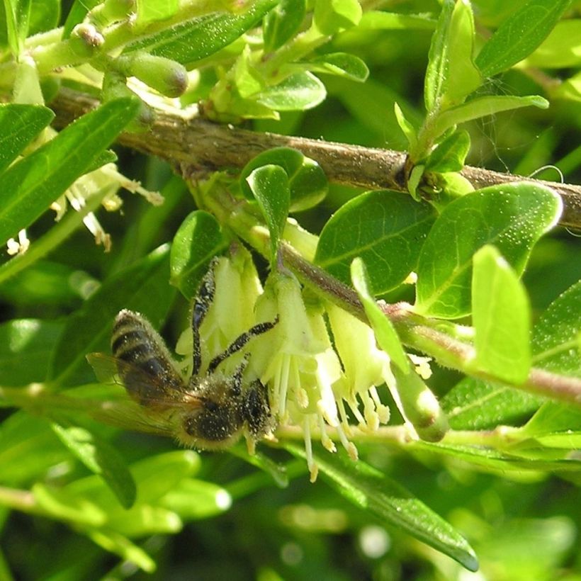 Lonicera pileata Mossgreen - Caprifoglio a cupola (Fioritura)