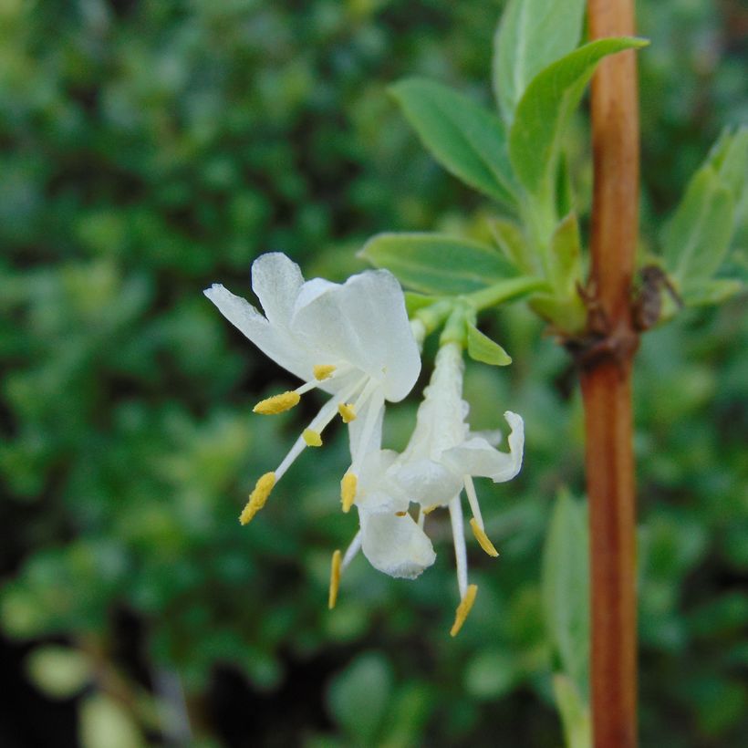 Lonicera purpusii Winter Beauty - Caprifoglio (Fioritura)