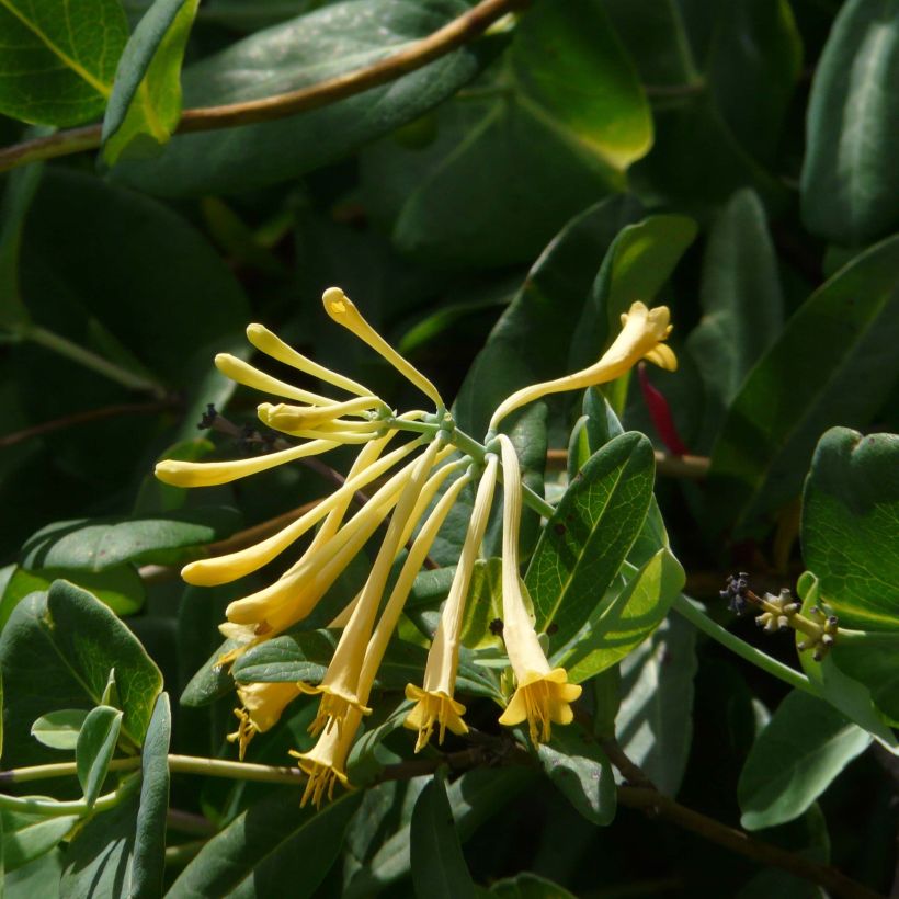 Lonicera sempervirens John Clayton - Caprifoglio di Virginia (Fioritura)