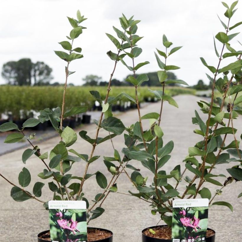 Lonicera tatarica Arnold Red - Caprifoglio dei Tatari (Porto)