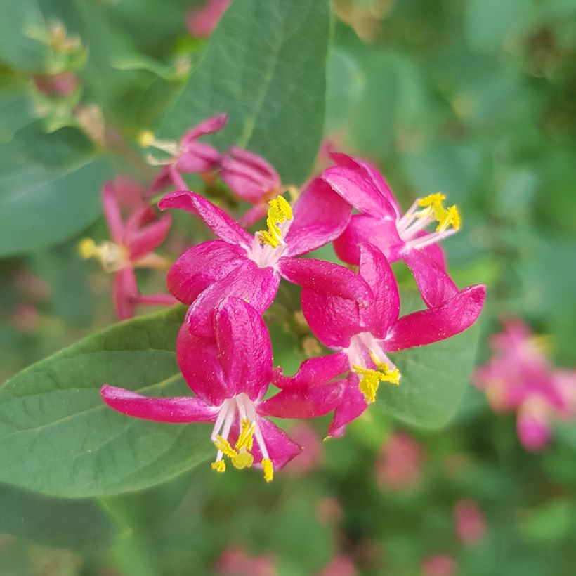 Lonicera tatarica Arnold Red - Caprifoglio dei Tatari (Fioritura)