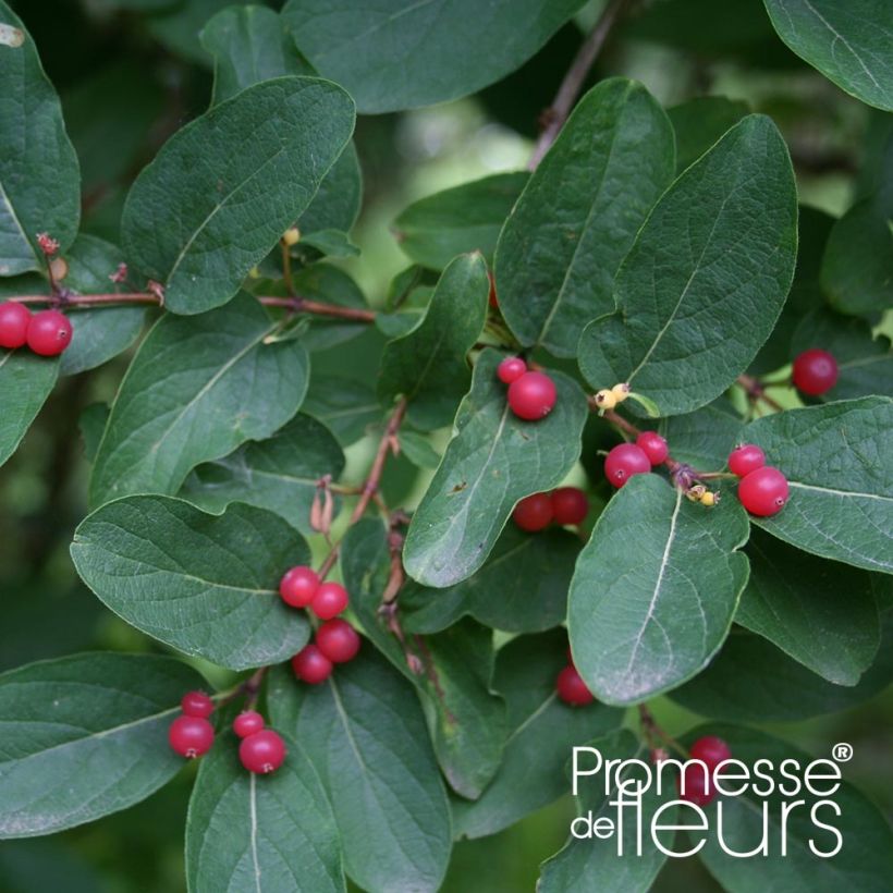 Lonicera tatarica Rosea - Caprifoglio dei Tatari (Fogliame)