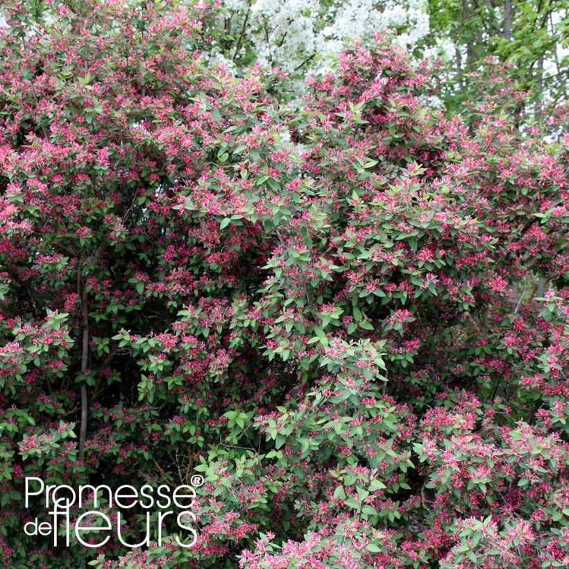 Lonicera tatarica Rosea - Caprifoglio dei Tatari (Porto)