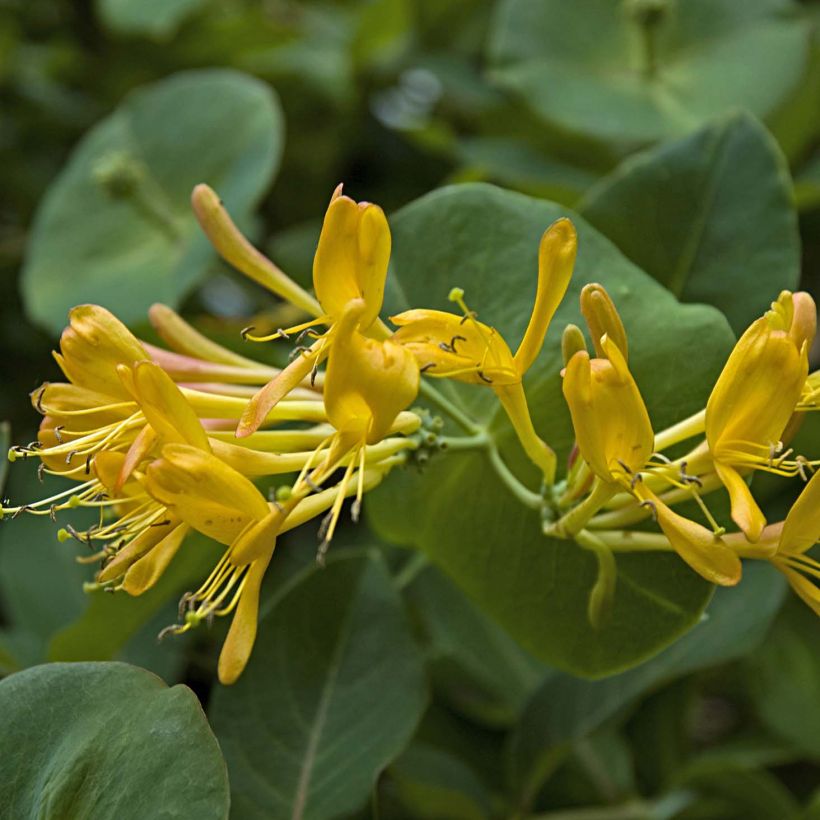 Lonicera tellmaniana - Caprifoglio (Fioritura)