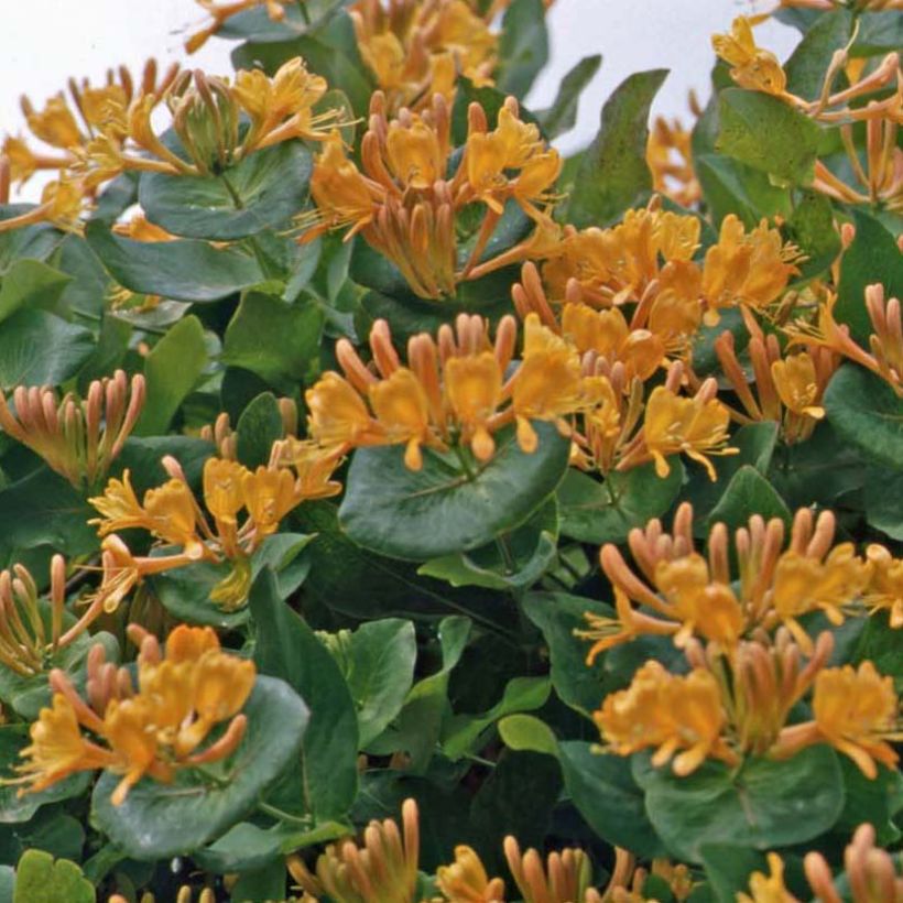 Lonicera tellmaniana - Caprifoglio (Porto)