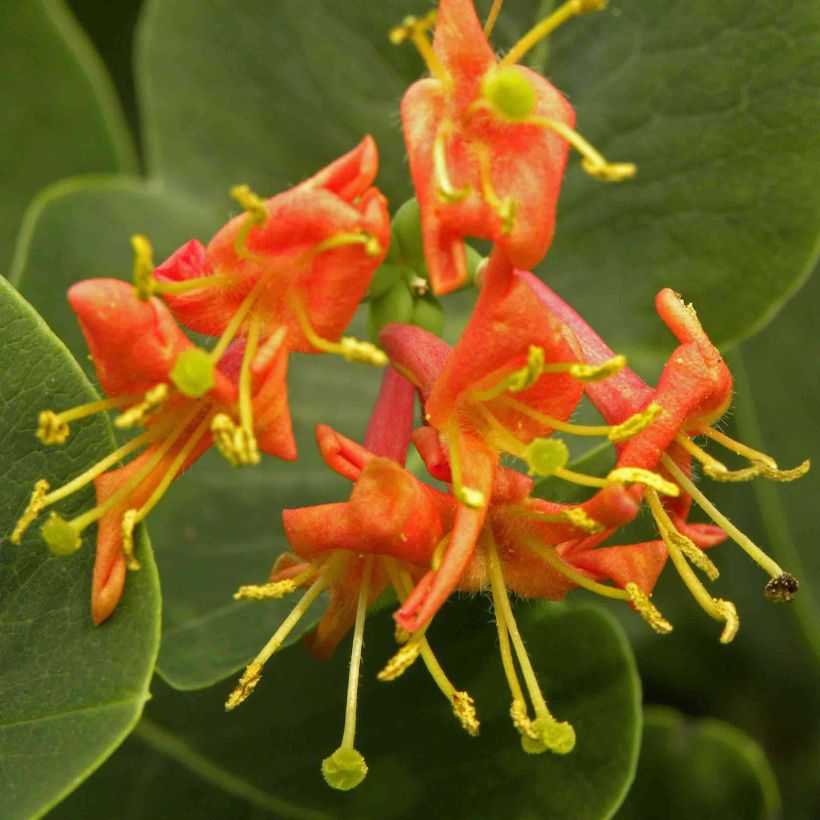 Lonicera heckrottii Firecracker - Caprifoglio heckrottii (Fioritura)