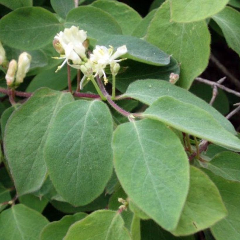 Lonicera xylosteum - Caprifoglio peloso (Fogliame)