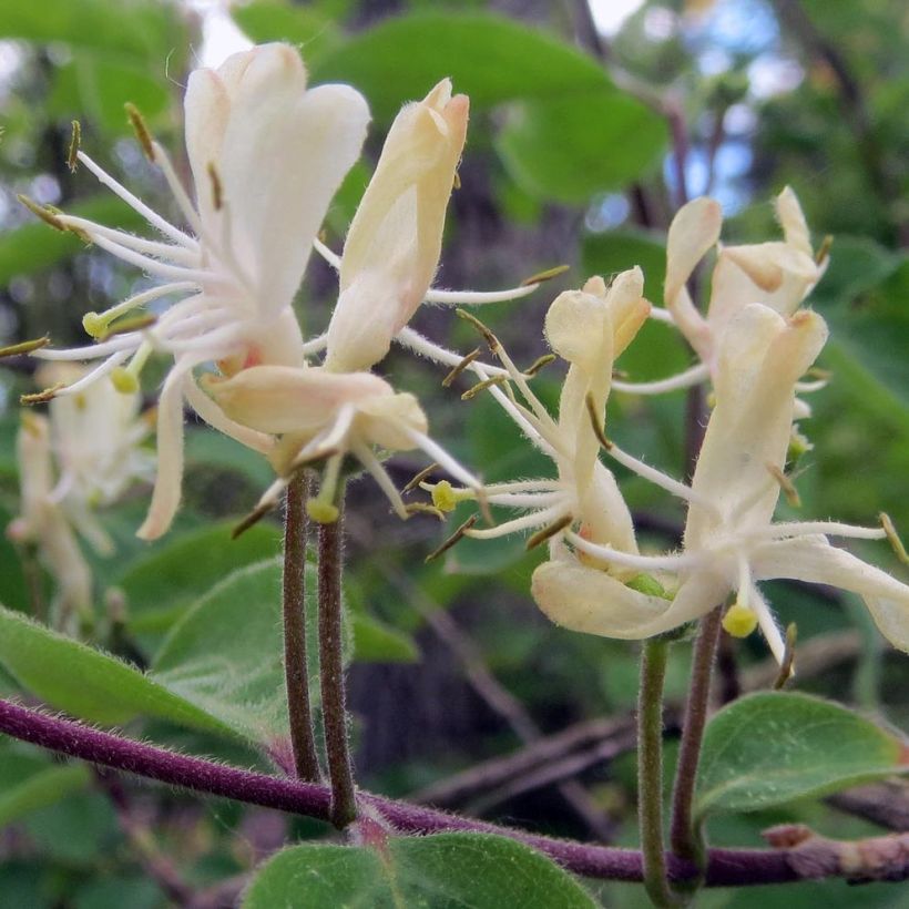 Lonicera xylosteum - Caprifoglio peloso (Fioritura)