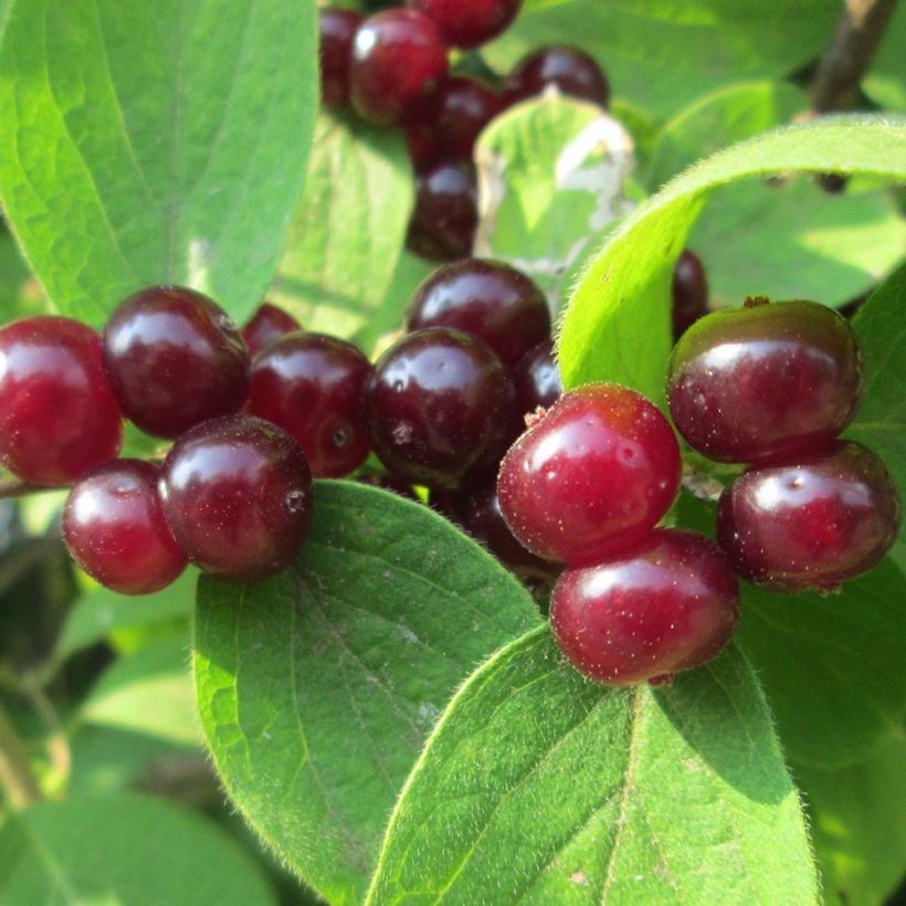 Lonicera xylosteum - Caprifoglio peloso (Raccolta)