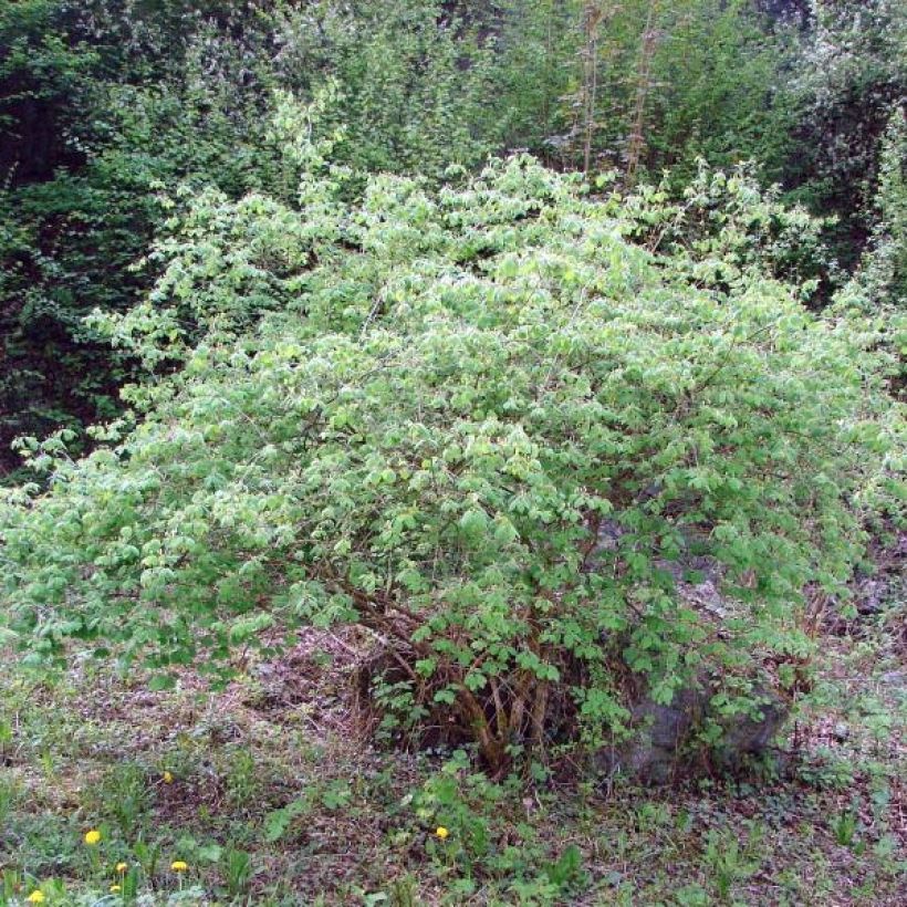 Lonicera xylosteum - Caprifoglio peloso (Porto)