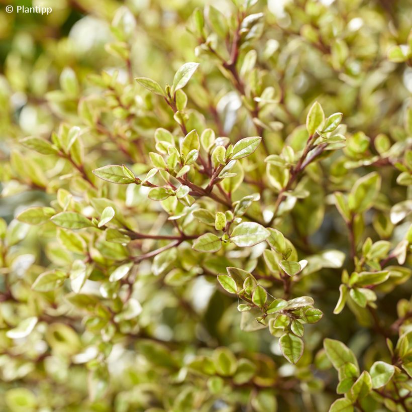 Lophomyrtus Golden dragon (Fogliame)