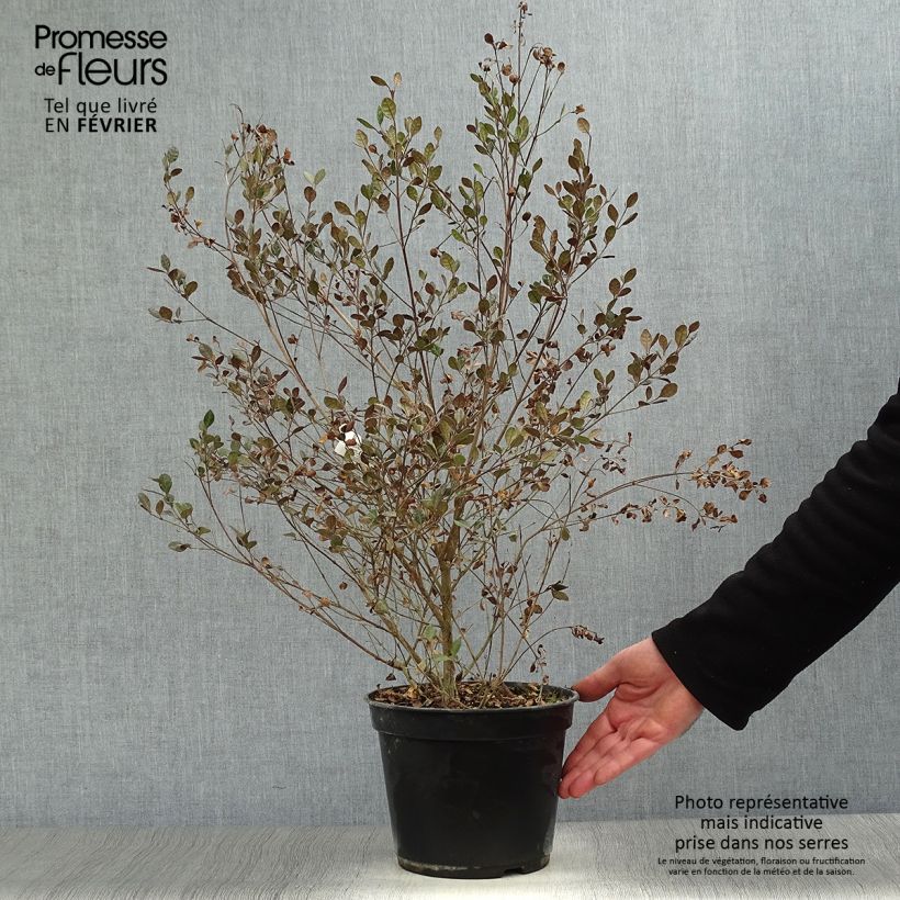 Lophomyrtus Red dragon  Pot de 4L esemplare consegnato in inverno