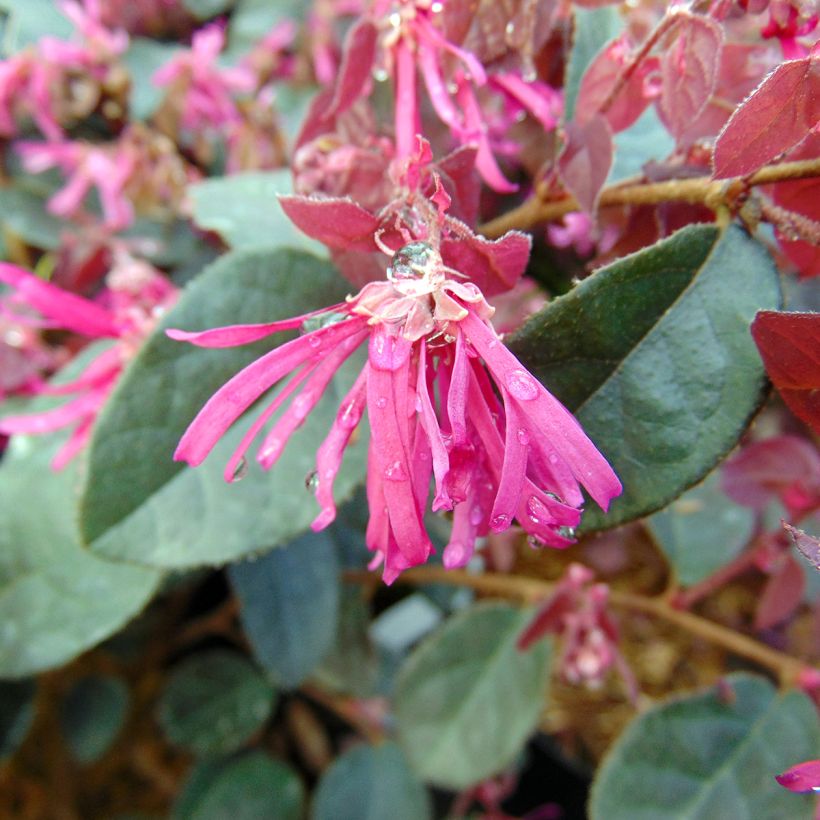 Loropetalum chinense Fire dance (Fioritura)