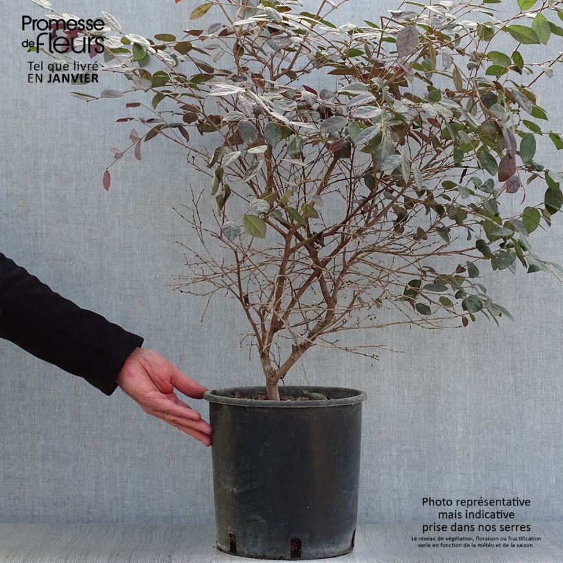 Loropetalum Chinense Fire dance en pot de 7,5L/10L esemplare consegnato in inverno