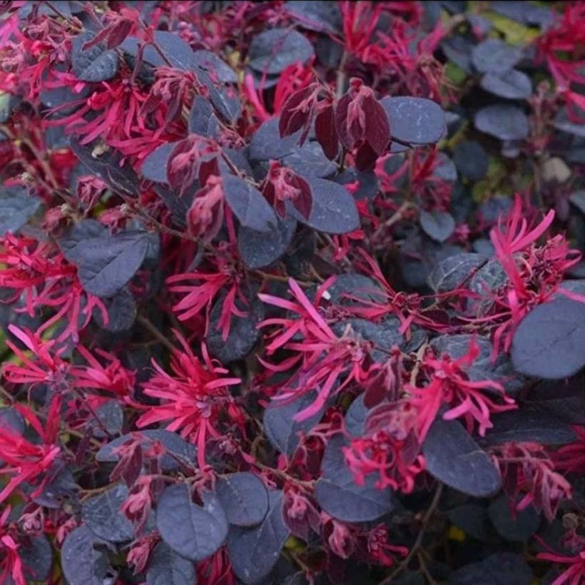 Loropetalum chinense Black Pearl (Fioritura)