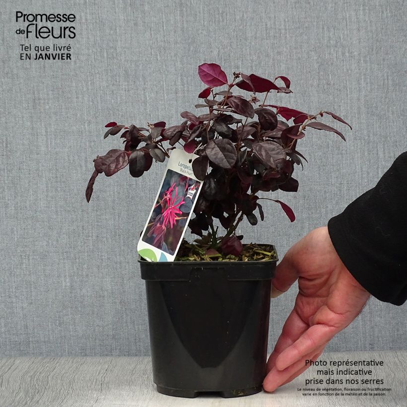 Loropetalum chinense Black Pearl en pot de 1.5L/2L esemplare consegnato in inverno