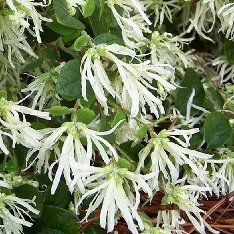 Loropetalum chinense Carolina Moonlight (Fioritura)