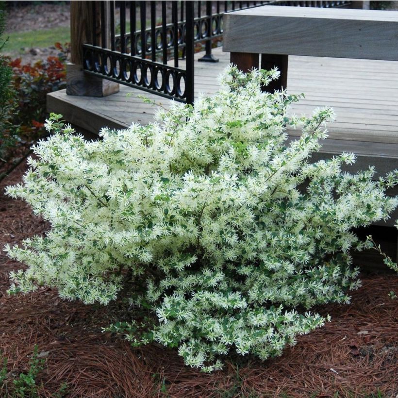 Loropetalum chinense Carolina Moonlight (Porto)