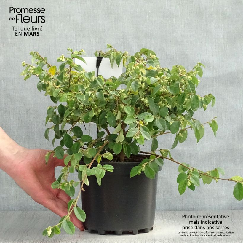 Loropetalum chinense Carolina Moonlight en pot de 2l/3l esemplare consegnato in primavera