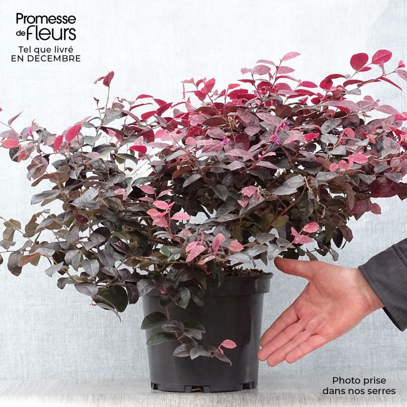 Loropetalum chinense Ever Red Pot de 3L/4L esemplare consegnato in inverno