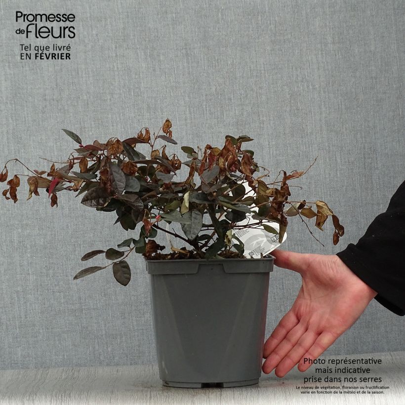 Loropetalum chinense Fire dance en pot de 2L/3L esemplare consegnato in inverno