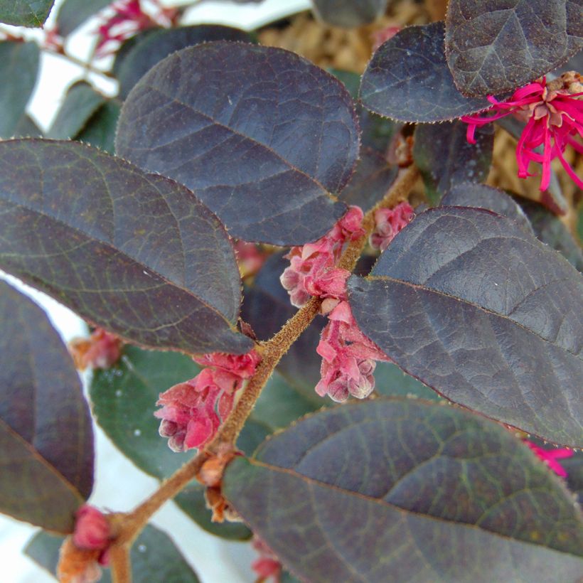 Loropetalum chinense var. rubrum Pipa's Red (Fogliame)