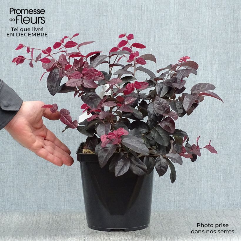 Loropetalum chinense Pipa's Red Pot de 2L/3L esemplare consegnato in inverno