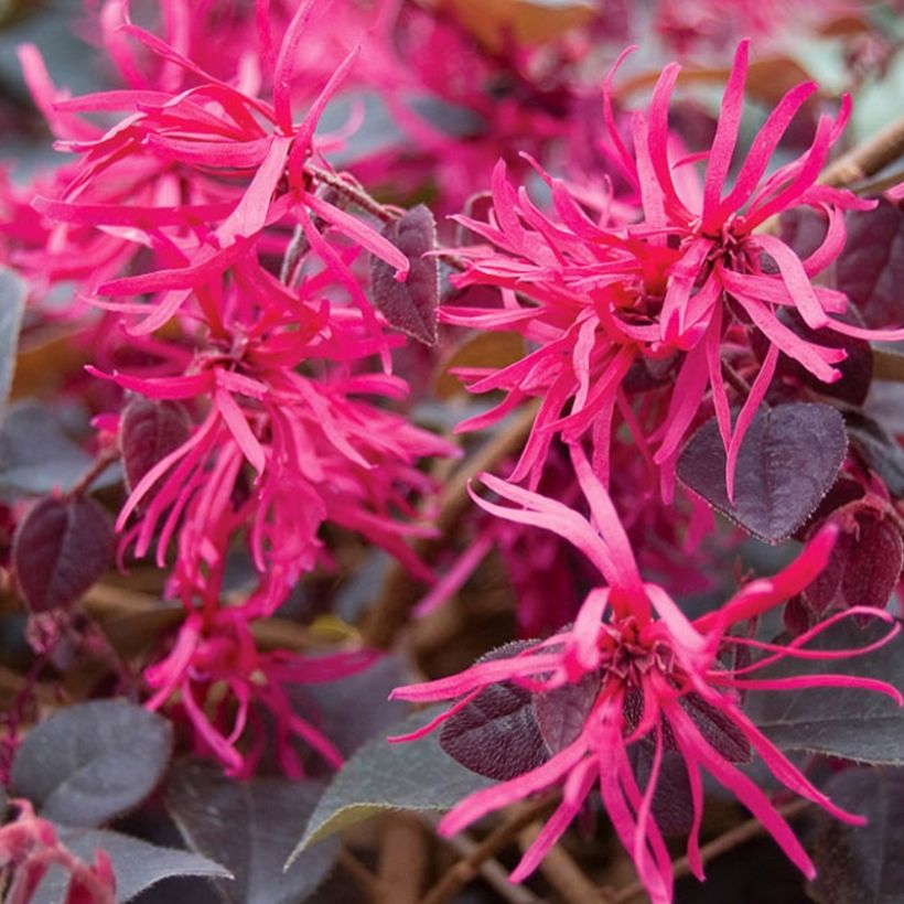 Loropetalum chinense var. rubrum Plum Gorgeous (Fioritura)