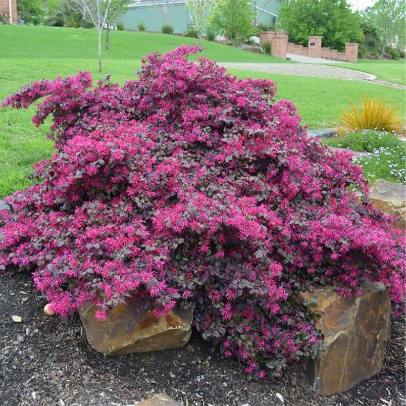 Loropetalum chinense var. rubrum Plum Gorgeous (Porto)