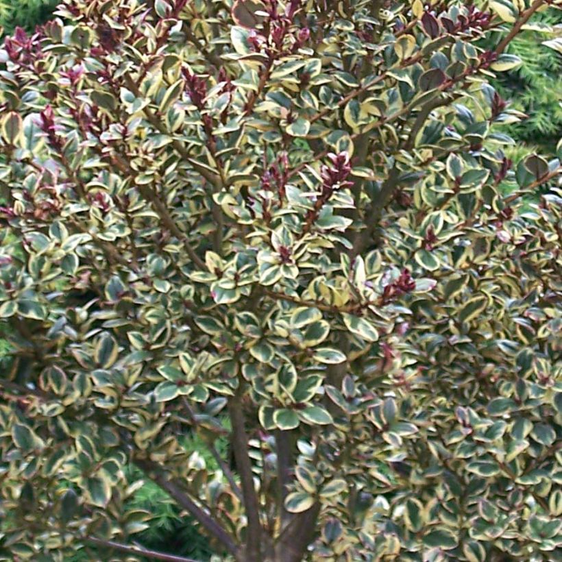 Luma apiculata Glanleam Gold (Fogliame)