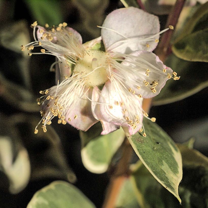 Luma apiculata Glanleam Gold (Fioritura)