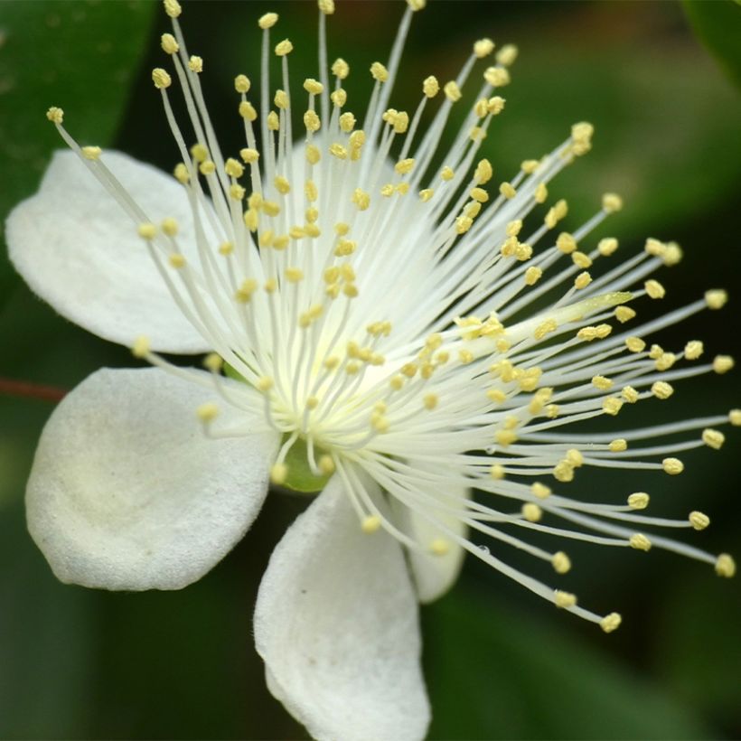 Luma chequen (Fioritura)