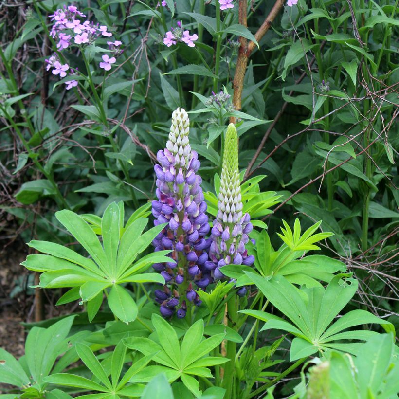 Lupinus Gallery Blue - Lupino (Fioritura)