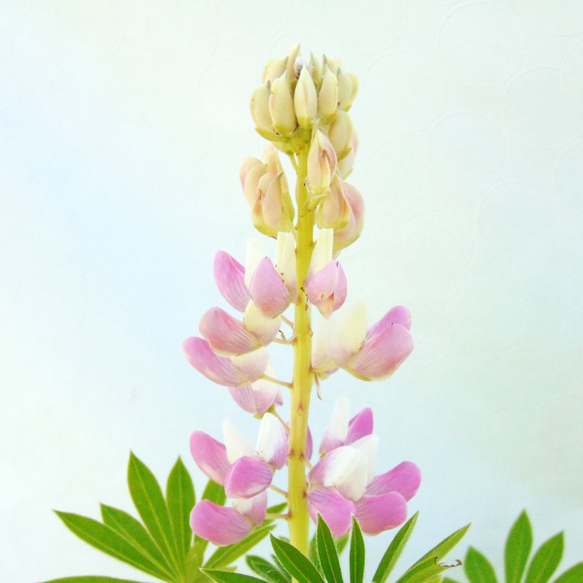 Lupinus Gallery Pink - Lupino (Fioritura)