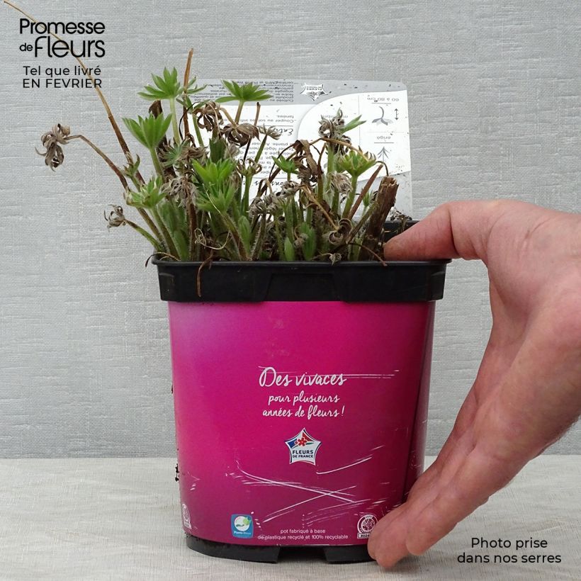 Lupin Gallery Pink en pot de 2/3 litres esemplare consegnato in inverno